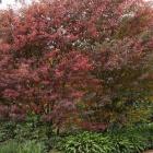 انجیلی (آهن ، آسوندار) 19