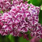 یاس خوشه ای 9