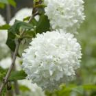 درختچه بداغ 7