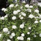 درختچه بداغ 8