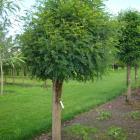 درختچه اقاقیا 2