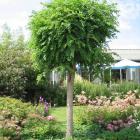 درختچه اقاقیا 8