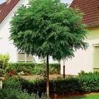 درختچه اقاقیا 12