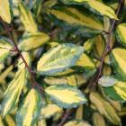 الاگنوس (سنجدزینتی) 4