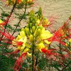 ابریشم مصری 4