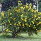 یاس پهلوی (کاسیا) 1