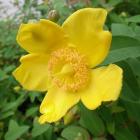 هیپریکم ( راعی ) 4