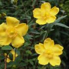 هیپریکم ( راعی ) 9