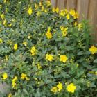 هیپریکم ( راعی ) 11