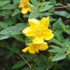 هیپریکم ( راعی ) 12