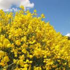 یاس پرطاووسی 9