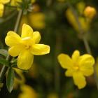 یاس شیروانی 3