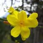 یاس شیروانی 7