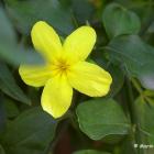 یاس شیروانی 13