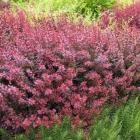 زرشک زینتی 13