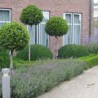 گیاه برگ بو 5