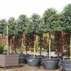 گیاه برگ بو 7