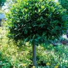 گیاه برگ بو 12