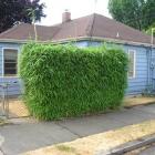 بامبو ( نی خیزران ) 11