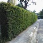 بامبو ( نی خیزران ) 18