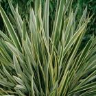 کنف نیوزلندی 5