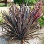 کنف نیوزلندی 6