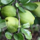 میوه به ژاپنی 13