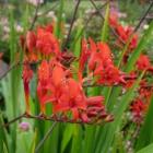 گل کروکاسمیا 5