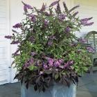 بودلیا ( دم موشی ) 4