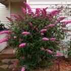 بودلیا ( دم موشی ) 6