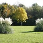 پامپاس گراس 2