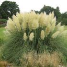 پامپاس گراس 3