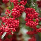 گیاه پیراکانتا 8