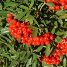 گیاه پیراکانتا 10