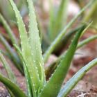 گیاه آلوئه ورا 9