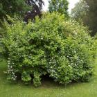 گیاه نرگس درختی 3