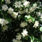 گیاه نرگس درختی 4