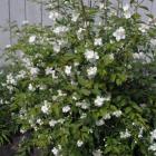 گیاه نرگس درختی 6