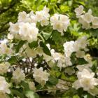 گیاه نرگس درختی 7