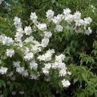 گل نرگس درختی 12