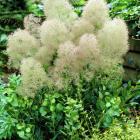 درختچه پر 10