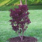 درختچه پر 12