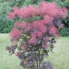 درختچه پر 15