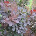 درختچه پر 19