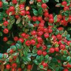 گیاه شیرخشت 4