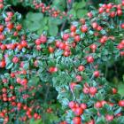 گیاه شیرخشت 6