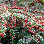 گیاه شیرخشت 13