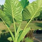 گیاه باباآدم (فیلگوش) 4