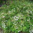 درختچه دوت سیا 5