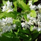 درختچه دوت سیا 14